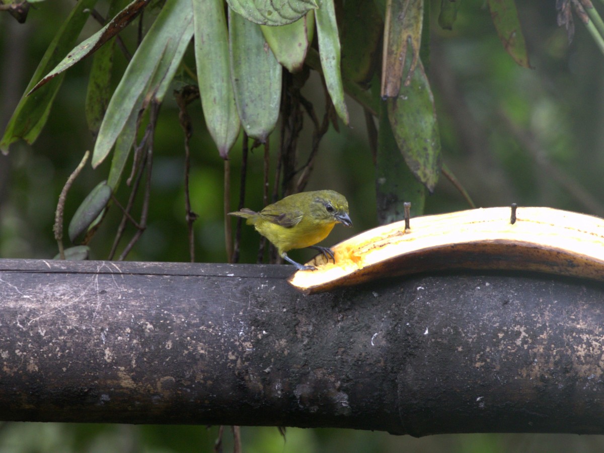 Orange-crowned Euphonia - ML620805328