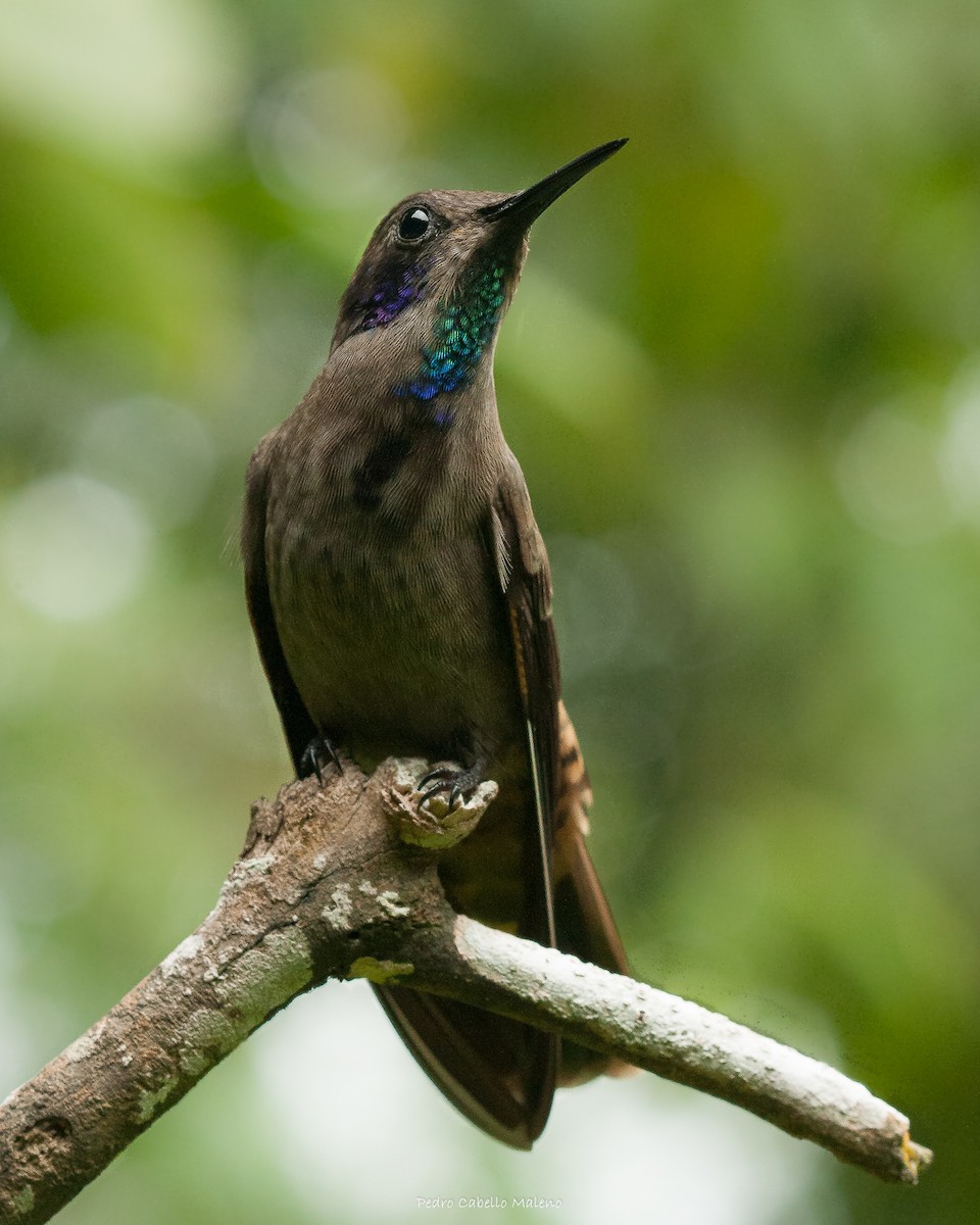 Brown Violetear - ML620805331