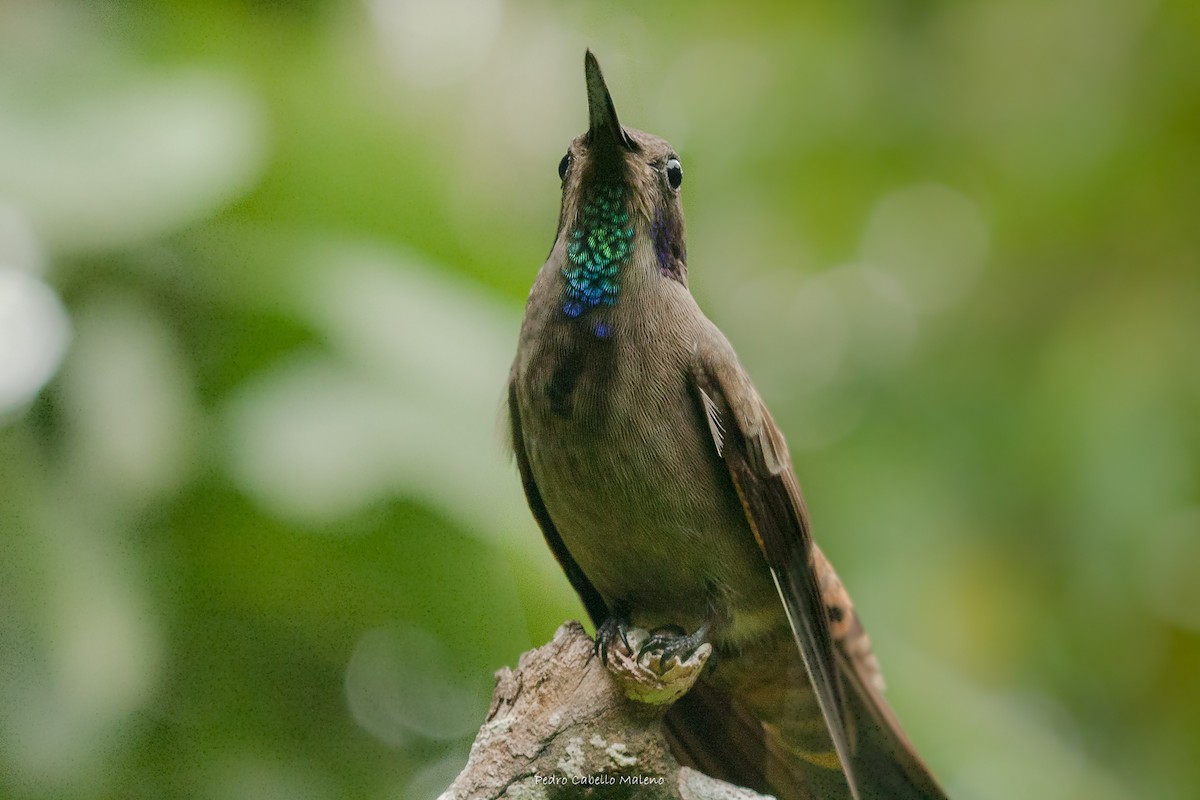 Brown Violetear - ML620805332