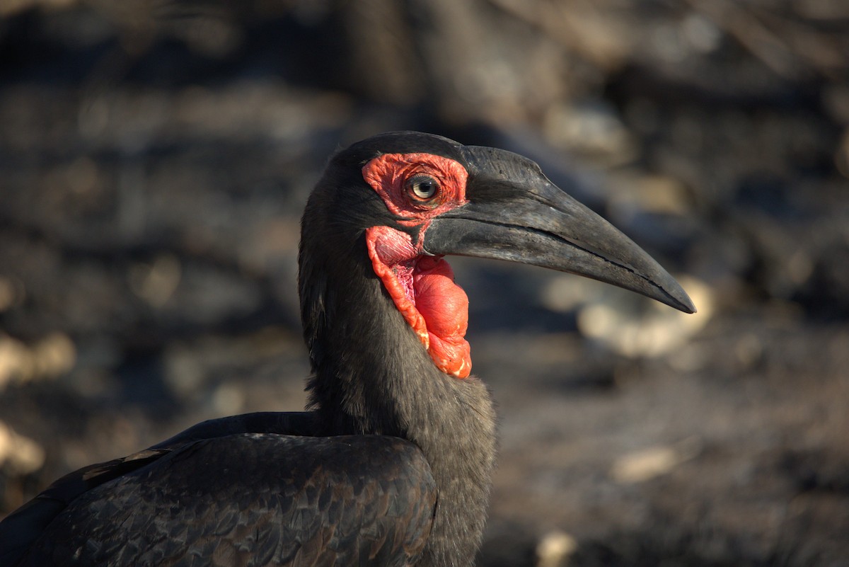 Southern Ground-Hornbill - ML620805339