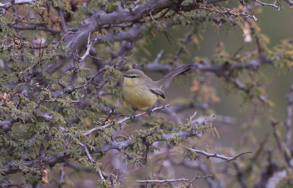 Greater Wagtail-Tyrant - ML620805340