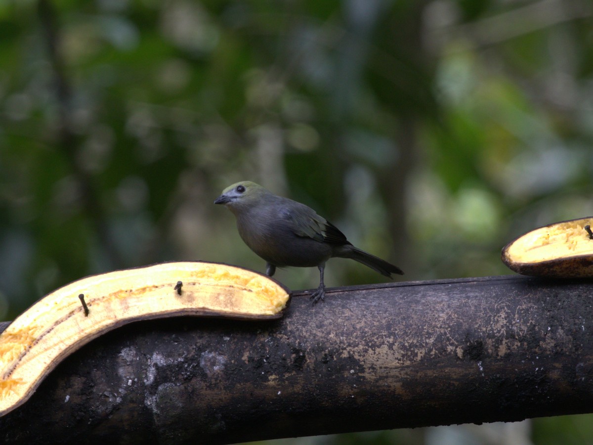 Palm Tanager - ML620805348