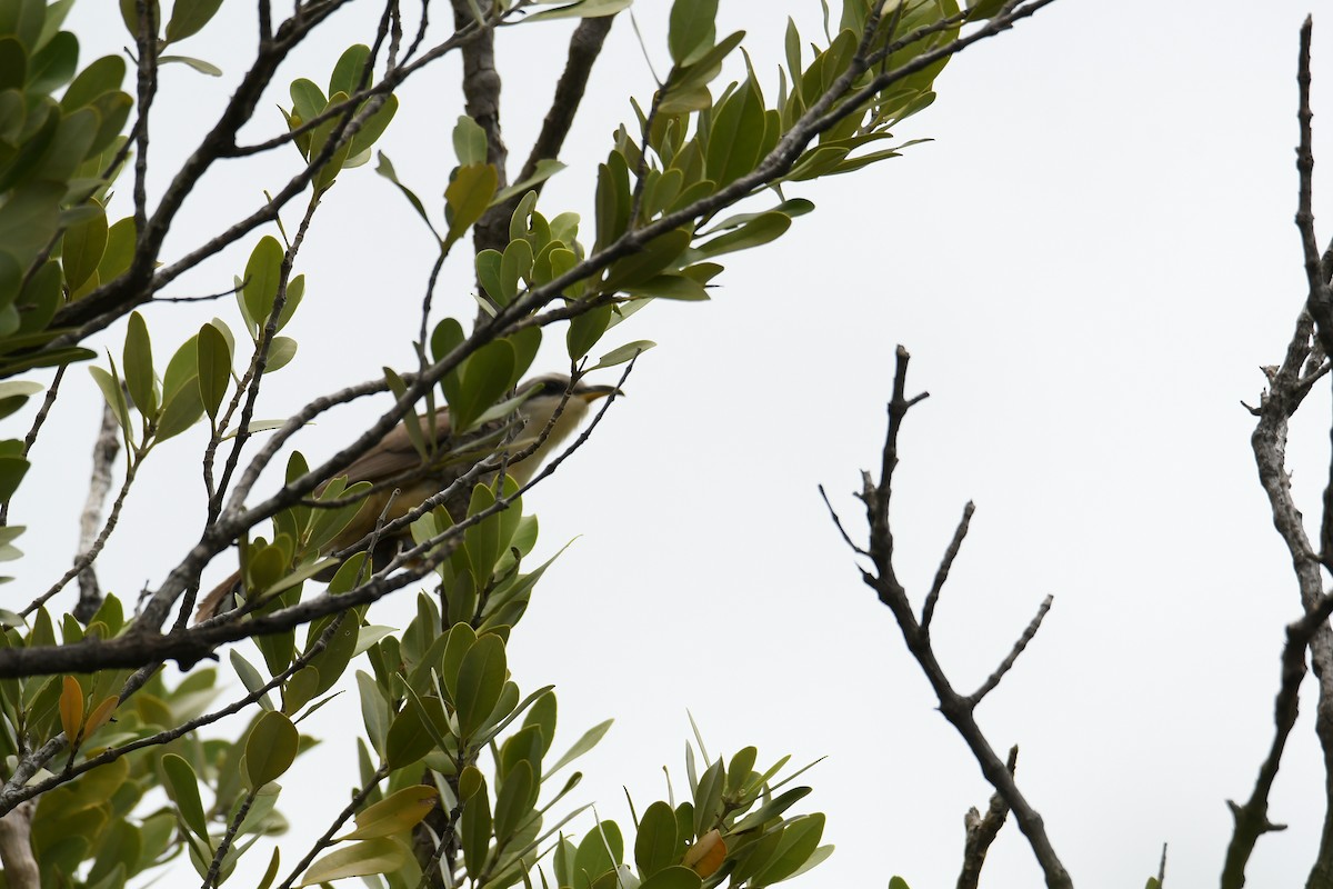 Mangrove Cuckoo - ML620805349