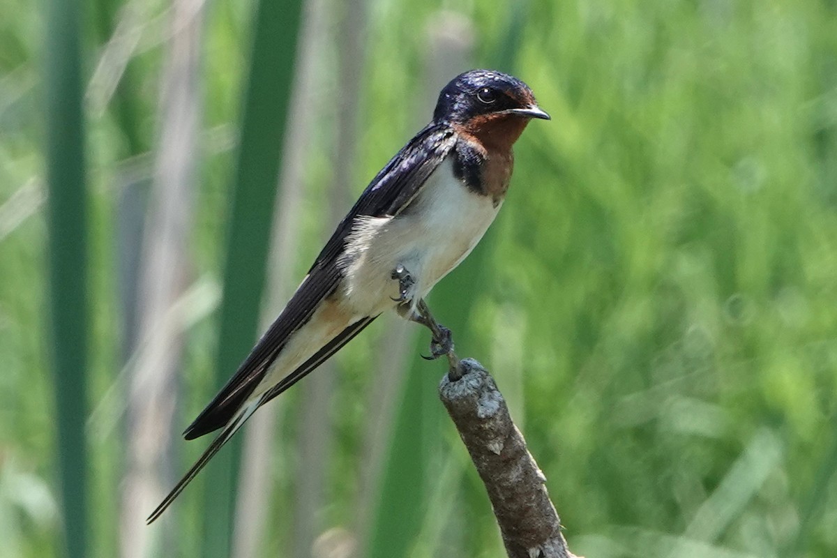 Barn Swallow - ML620805352