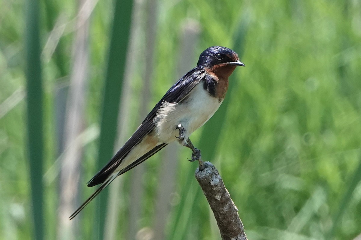 Golondrina Común - ML620805353