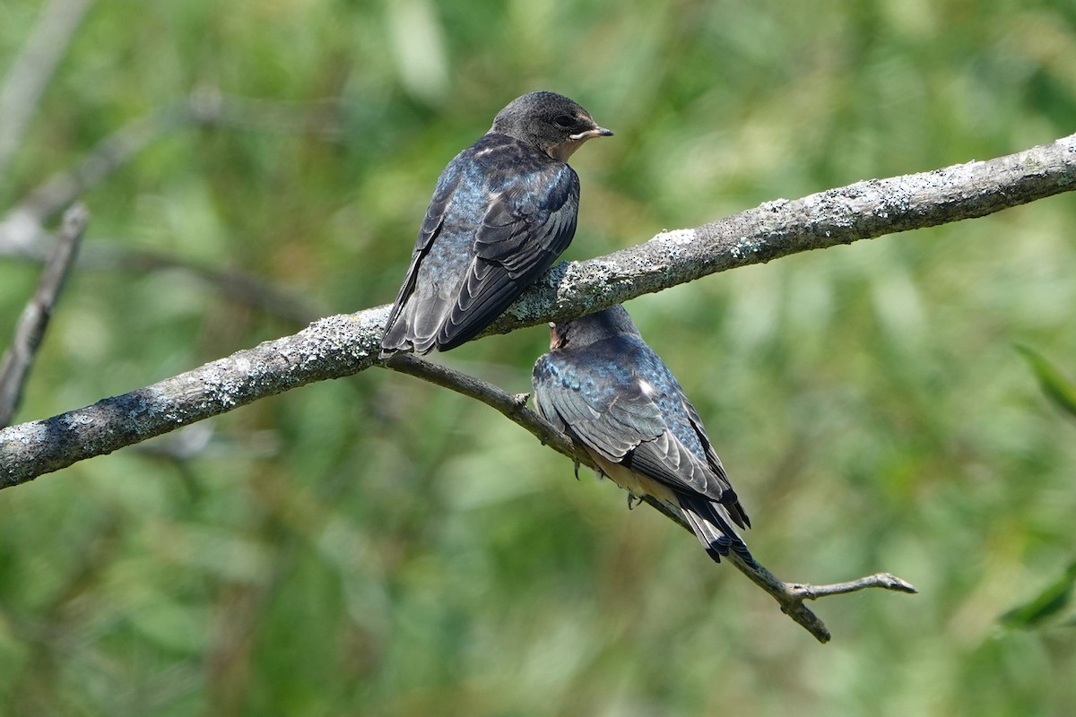 Barn Swallow - ML620805354