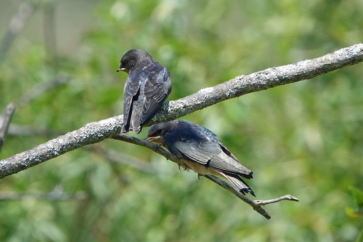 Barn Swallow - ML620805355