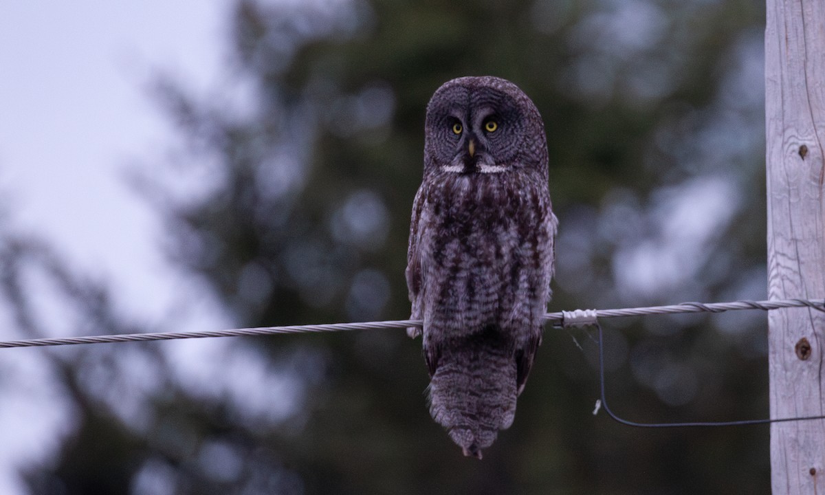 Great Gray Owl - ML620805359