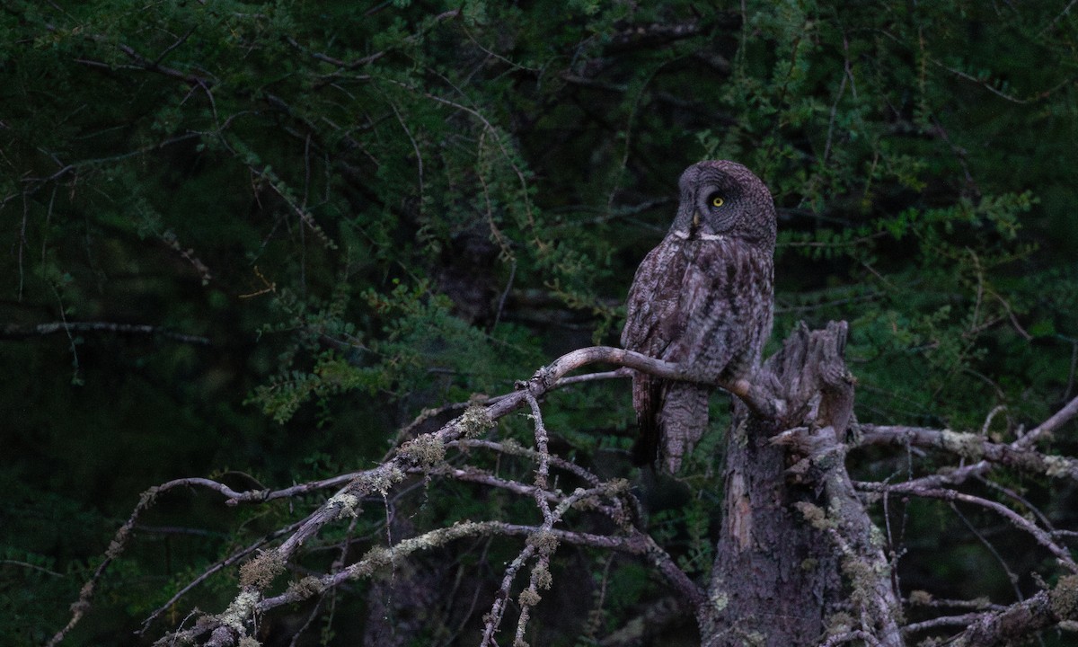 Great Gray Owl - Chris Wood