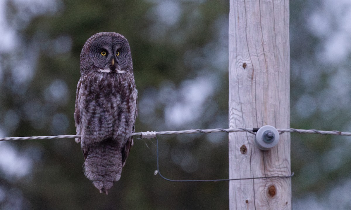 Great Gray Owl - ML620805361