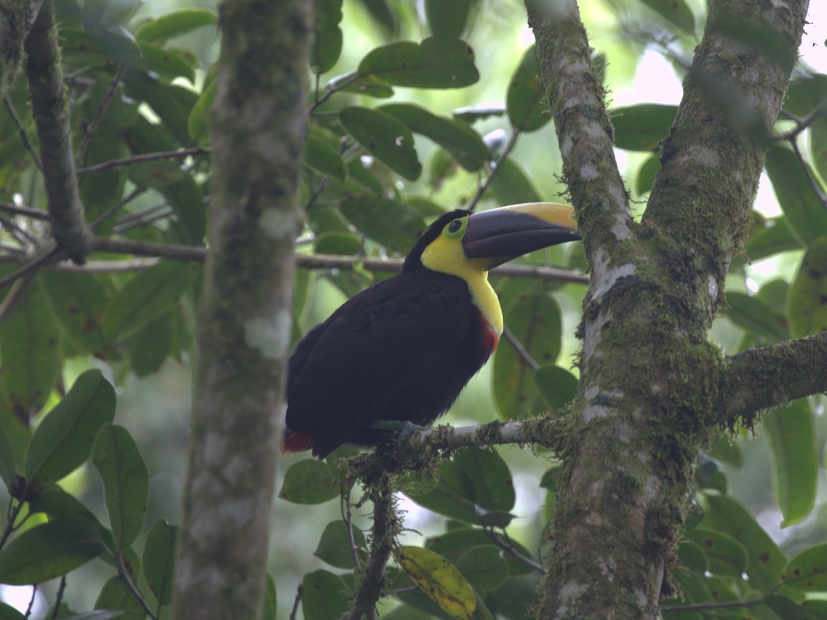 Yellow-throated Toucan (Chestnut-mandibled) - ML620805364
