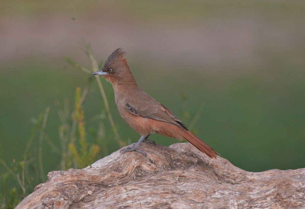 Brown Cacholote - Júlio César Machado