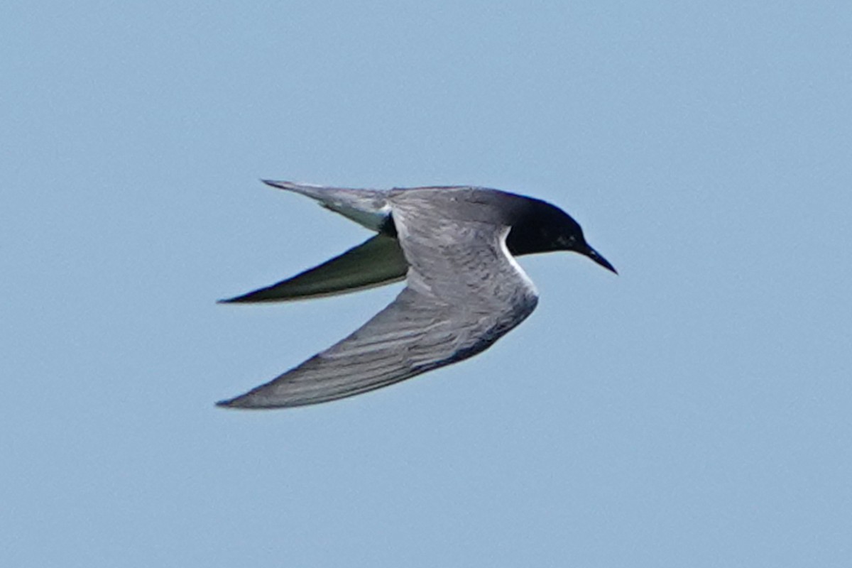 Black Tern - ML620805372