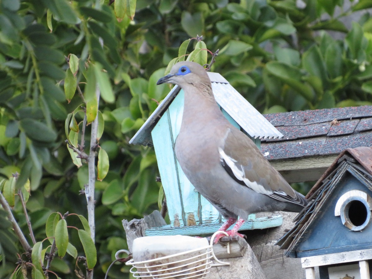 West Peruvian Dove - ML620805375