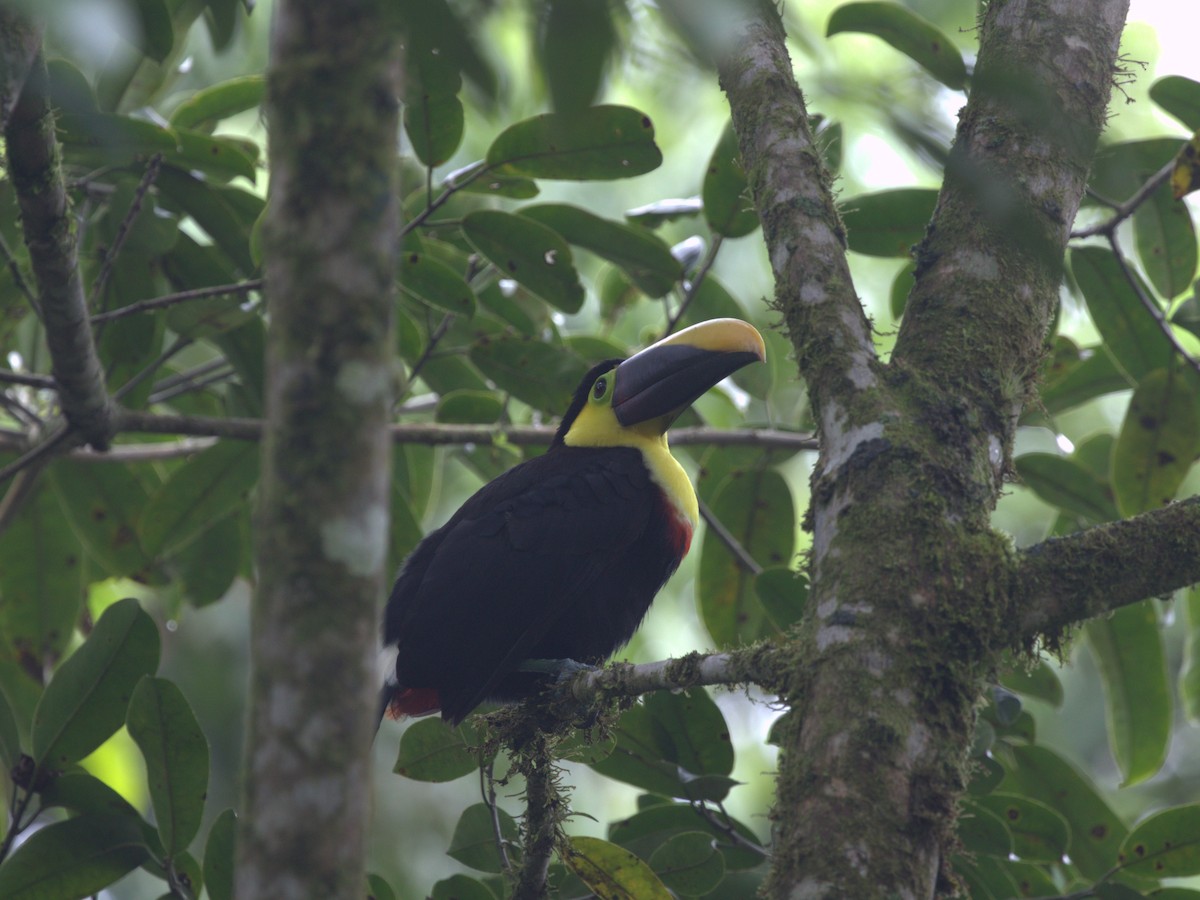 Yellow-throated Toucan (Chestnut-mandibled) - ML620805376