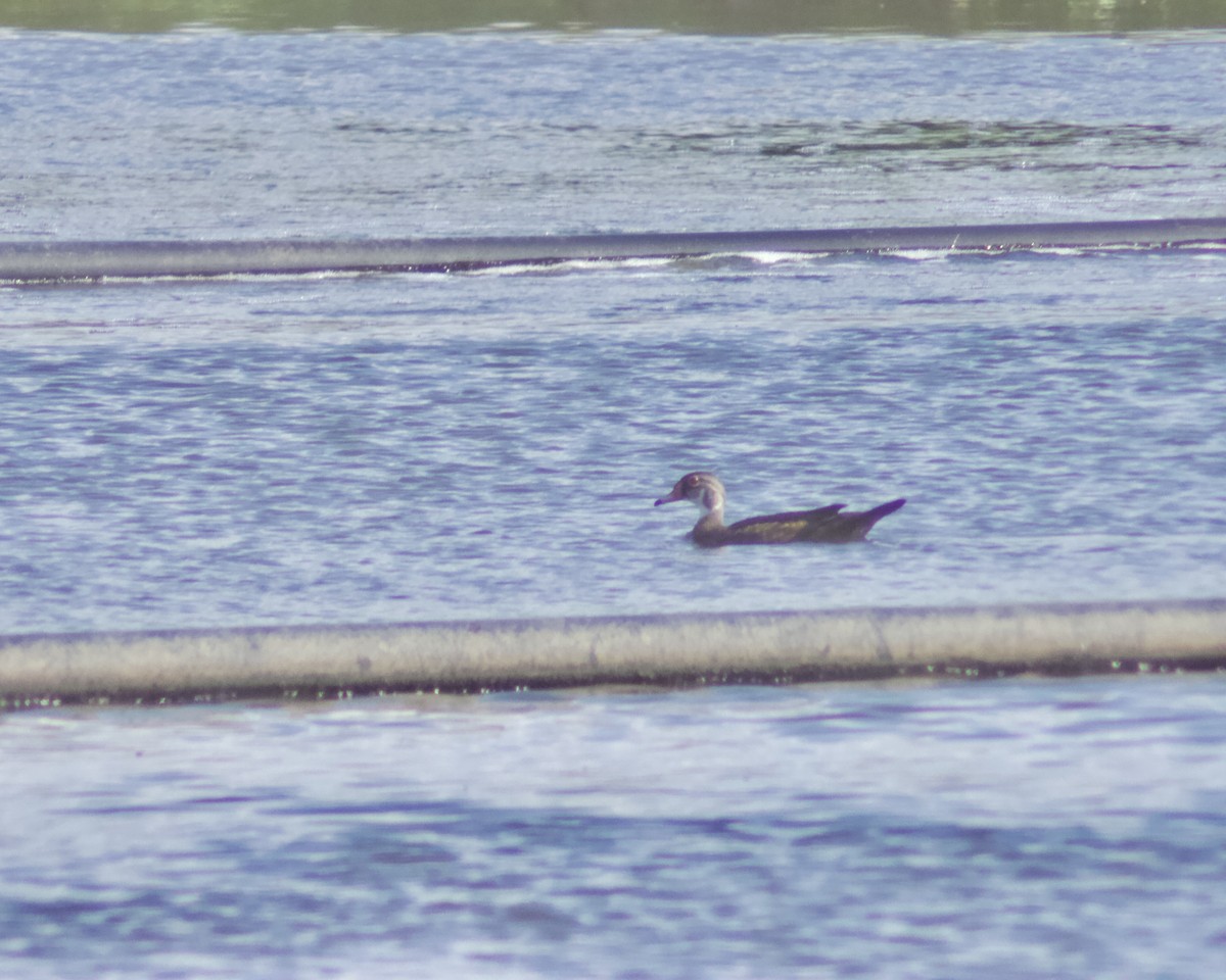 Wood Duck - ML620805380