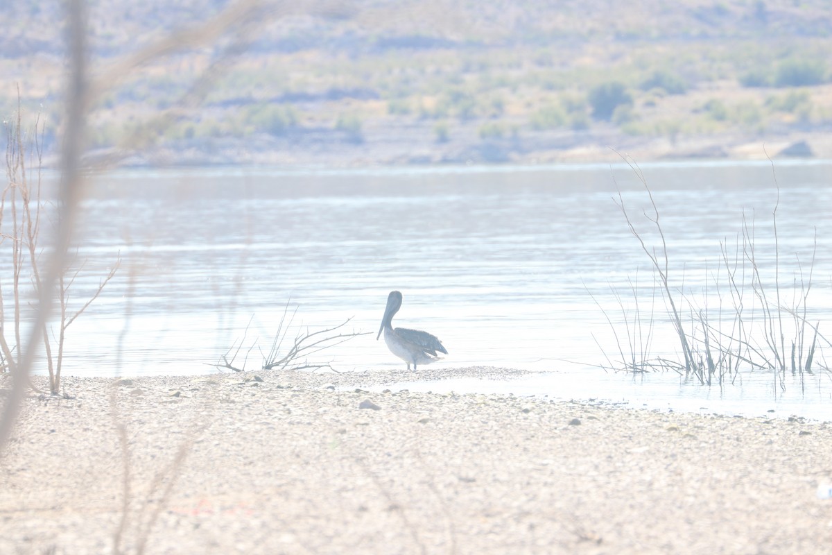 Brown Pelican - ML620805381