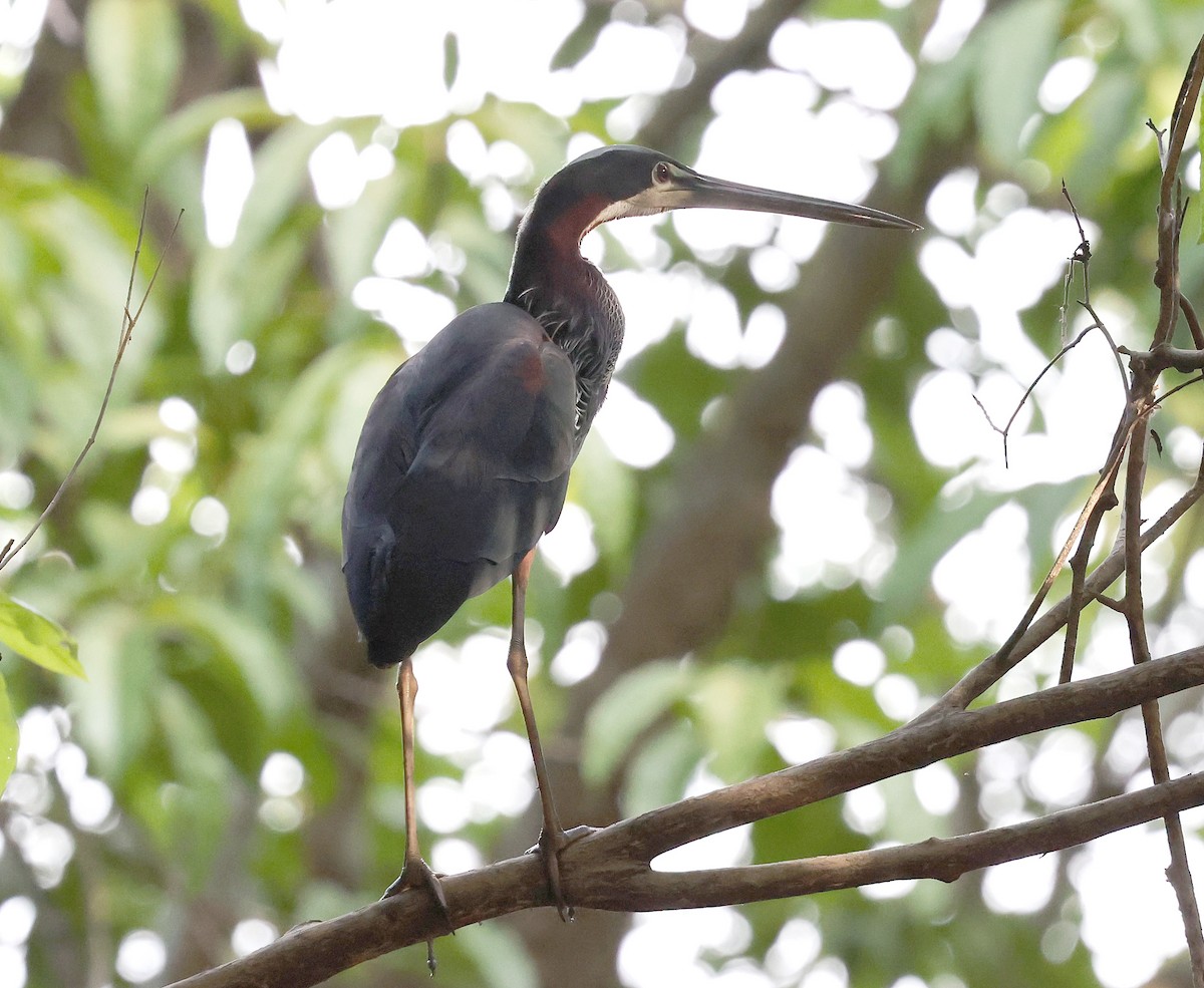 Agami Heron - ML620805386