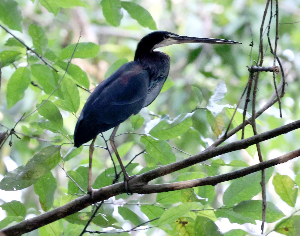 Agami Heron - ML620805388