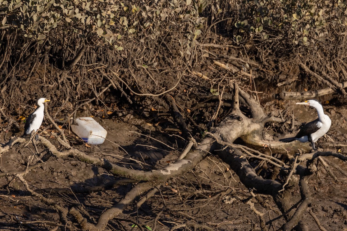 Little Pied Cormorant - ML620805394