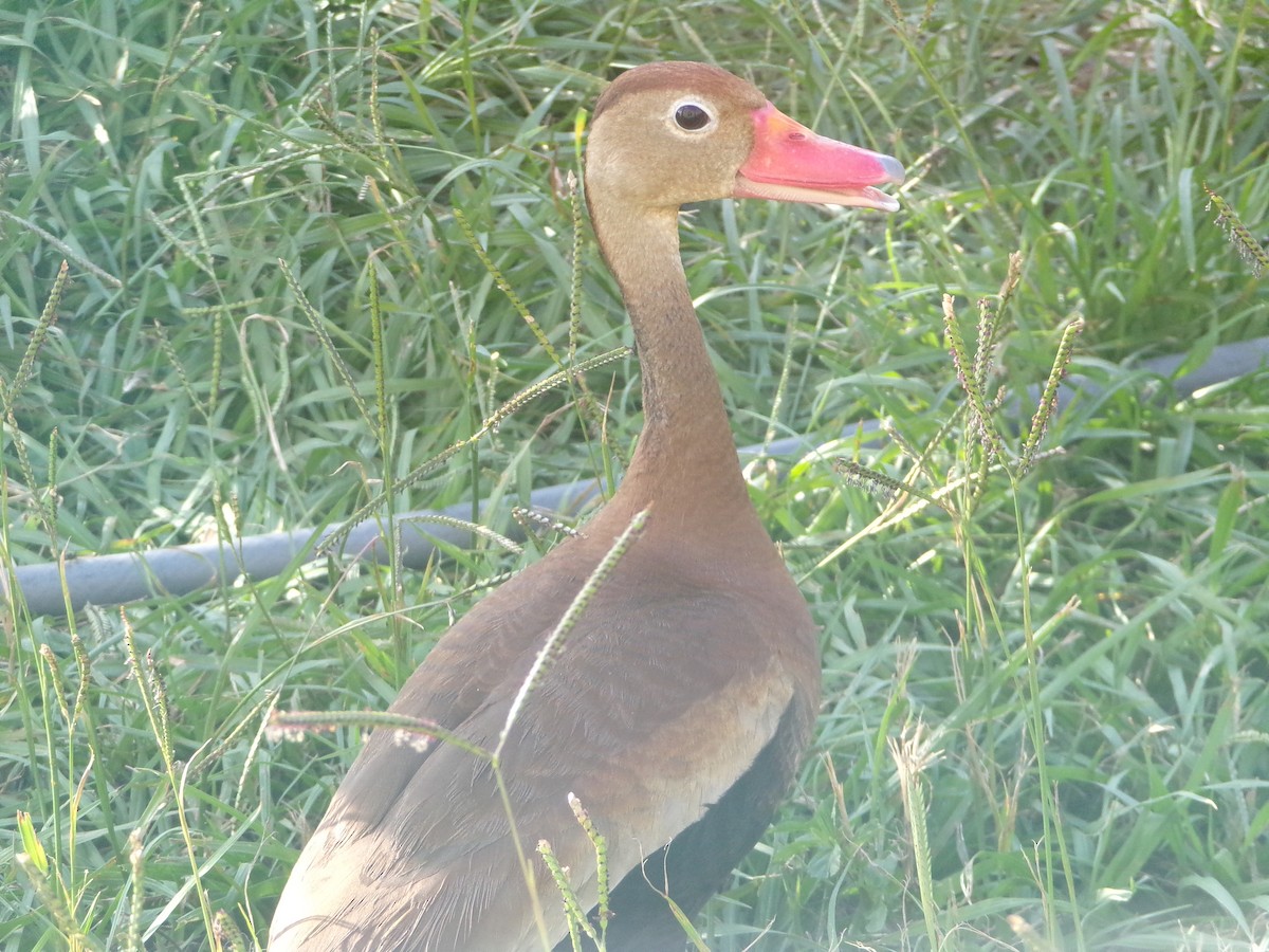 husička černobřichá - ML620805399