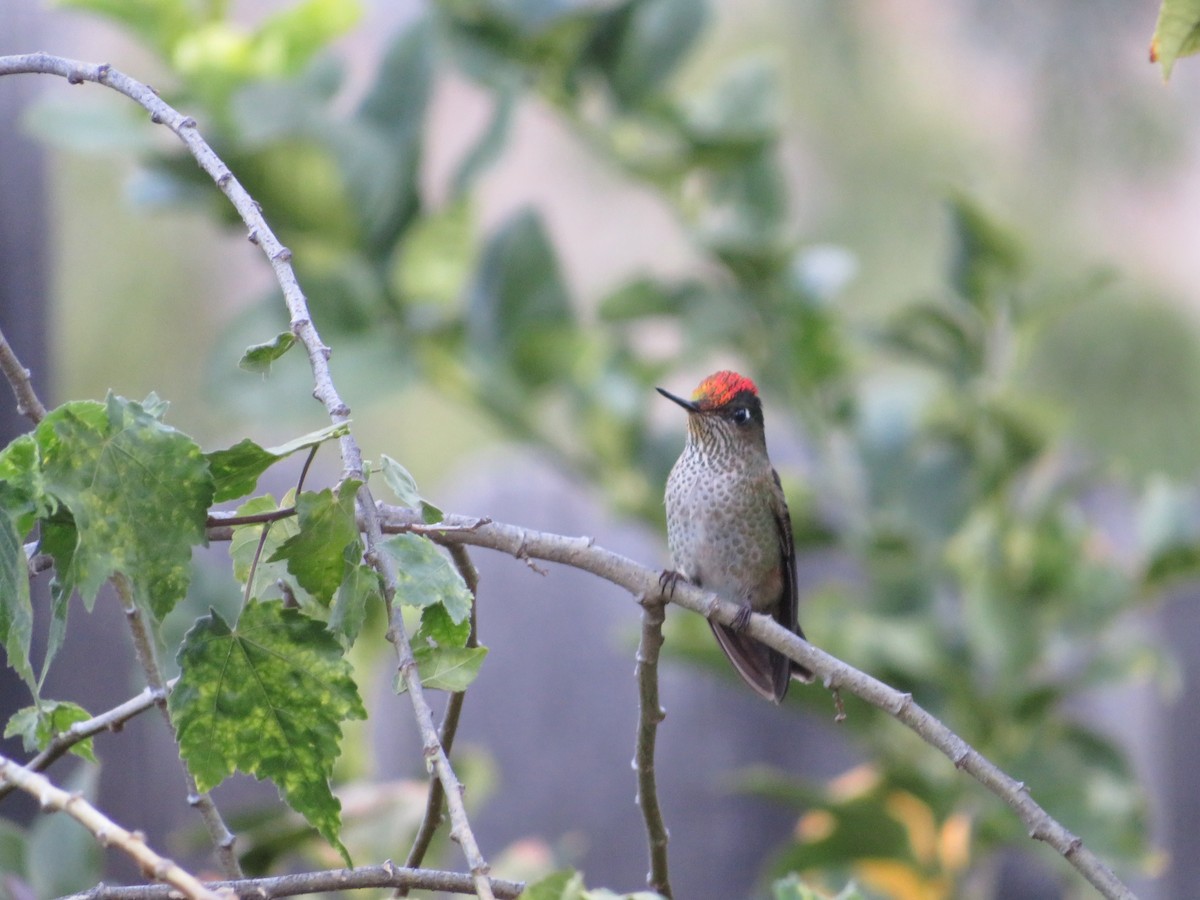 Green-backed Firecrown - ML620805402