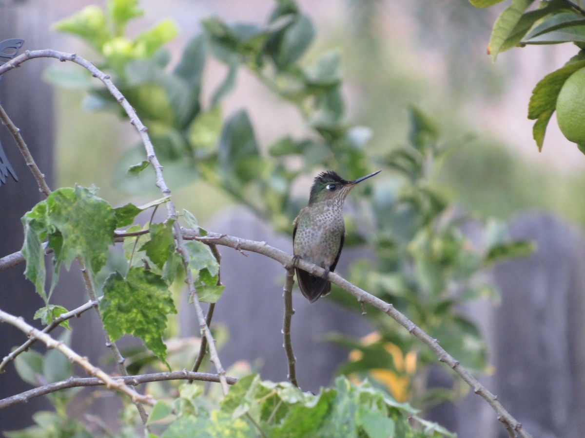 Green-backed Firecrown - ML620805403