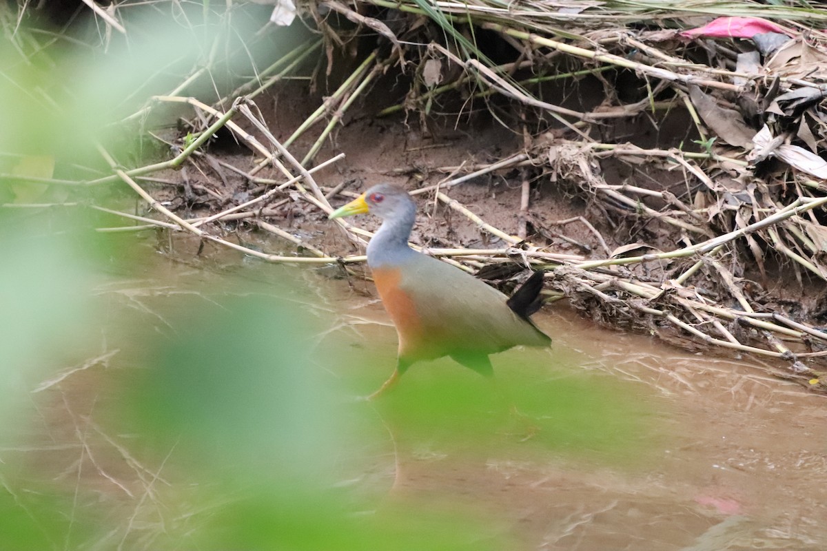 Gray-cowled Wood-Rail - ML620805404