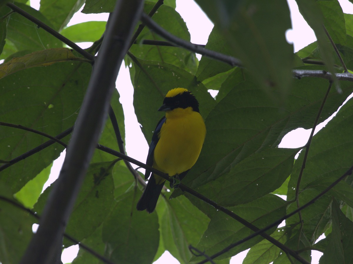 Blue-winged Mountain Tanager (Blue-winged) - ML620805405