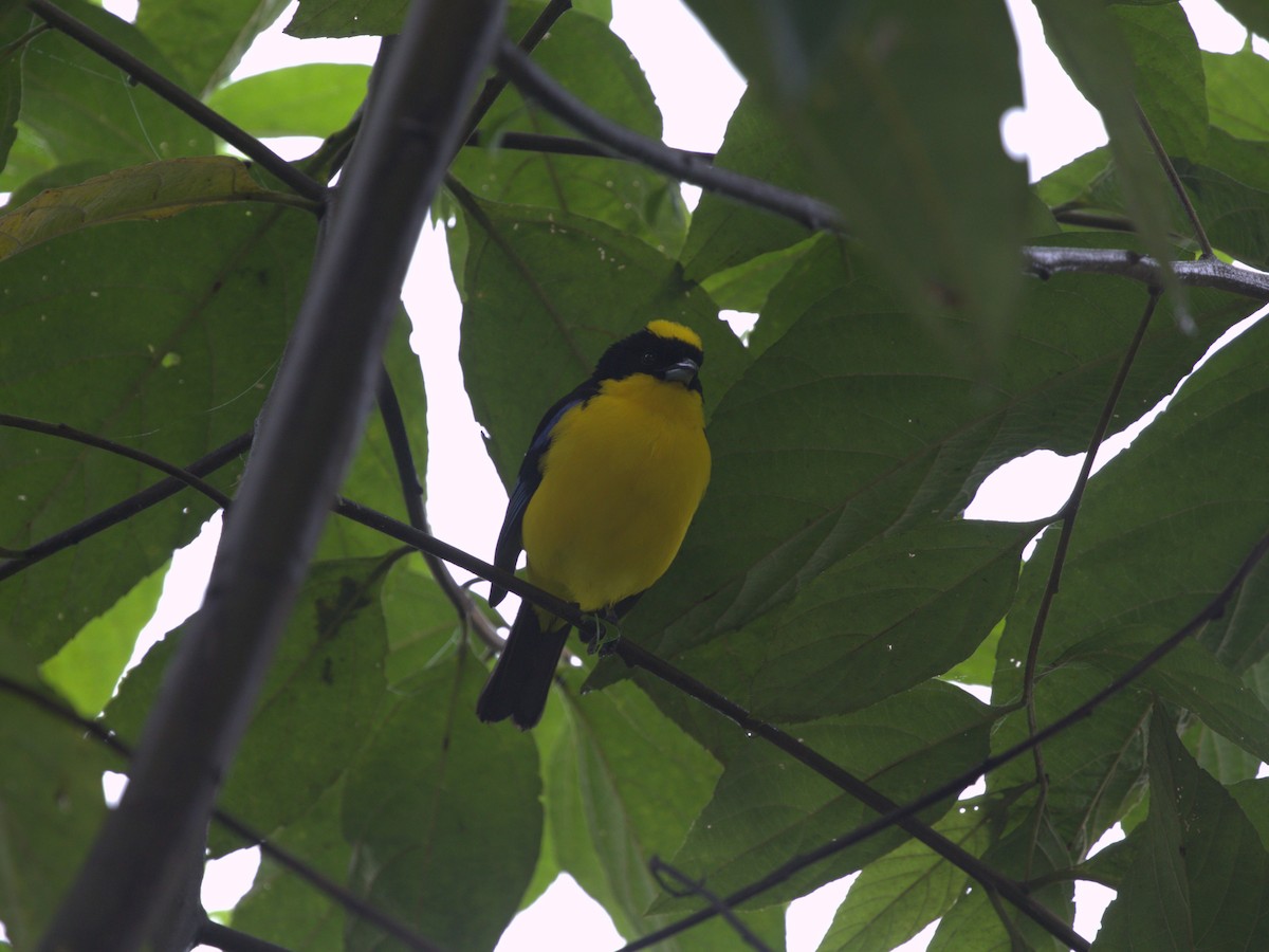Blue-winged Mountain Tanager (Blue-winged) - ML620805406
