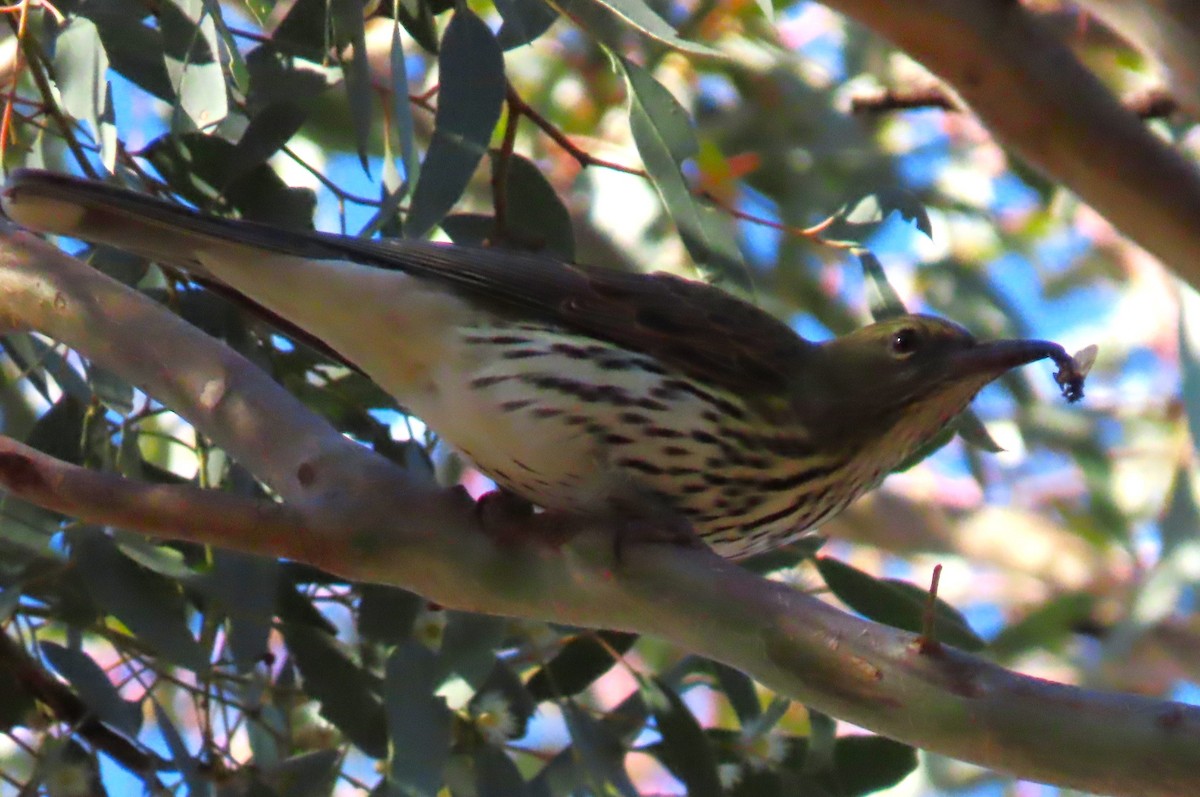 Olive-backed Oriole - ML620805411