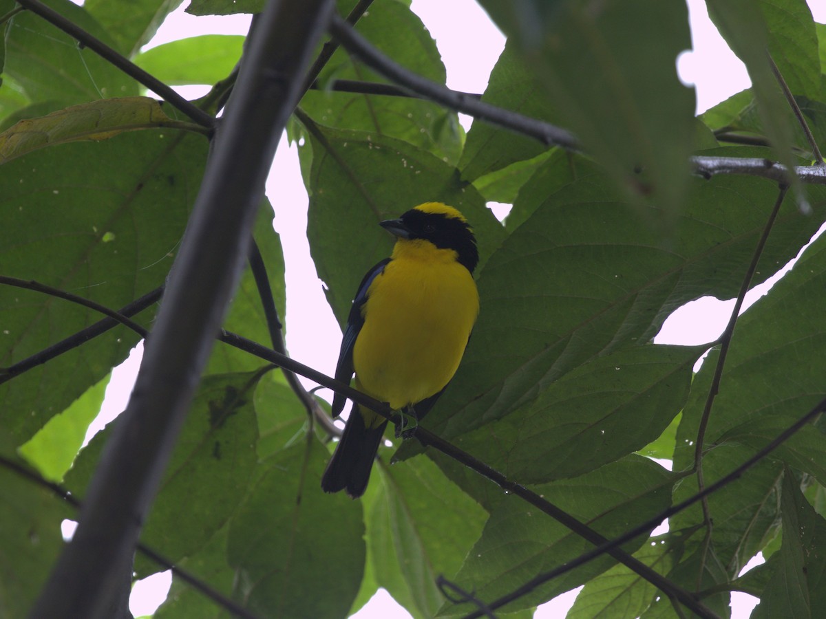 Blue-winged Mountain Tanager (Blue-winged) - ML620805412