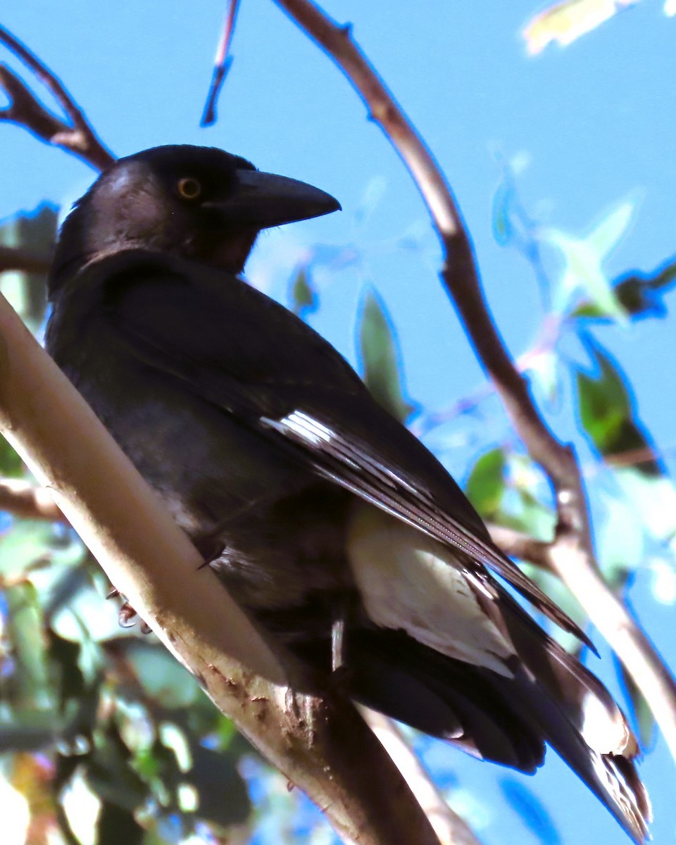 Pied Currawong - ML620805413