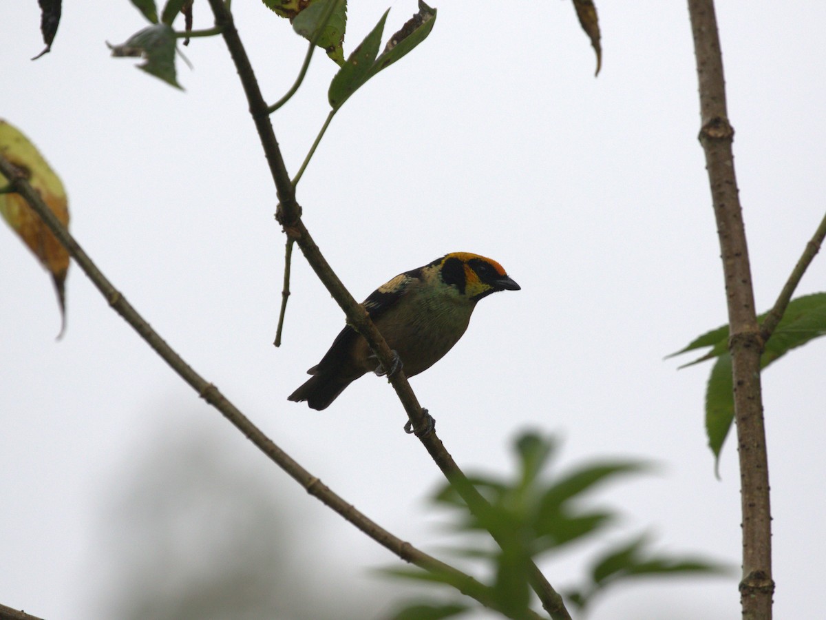 Flame-faced Tanager (Yellow-faced) - ML620805415