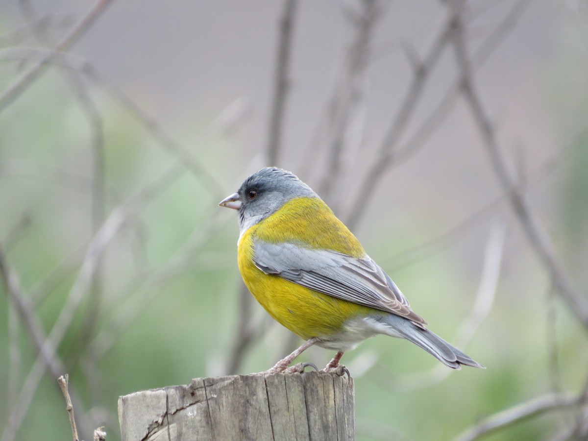 Gray-hooded Sierra Finch - ML620805416