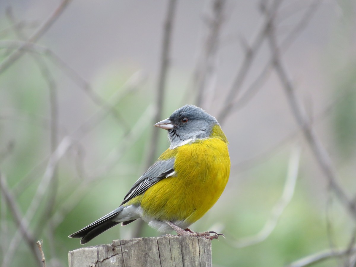 Gray-hooded Sierra Finch - ML620805417