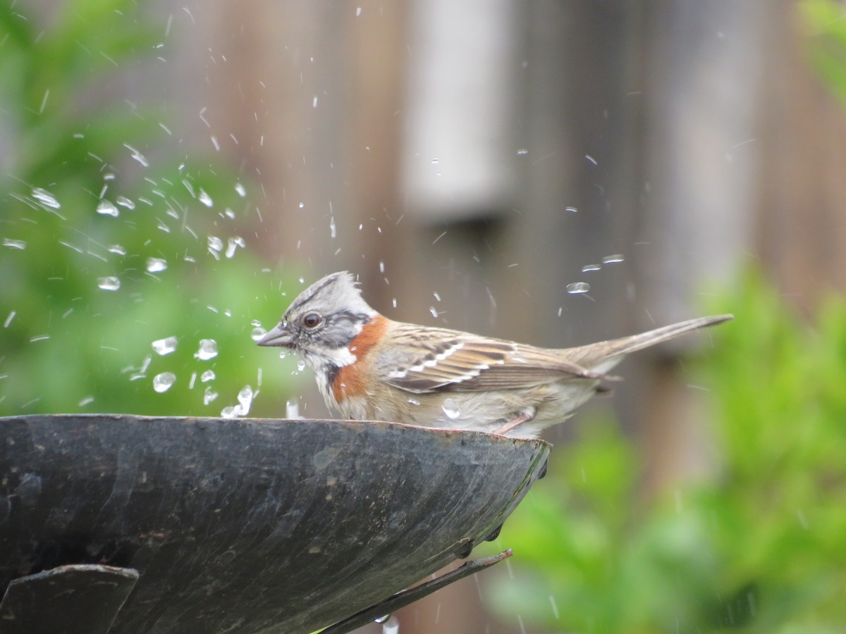 Rufous-collared Sparrow - Andrea Vergara Diaz