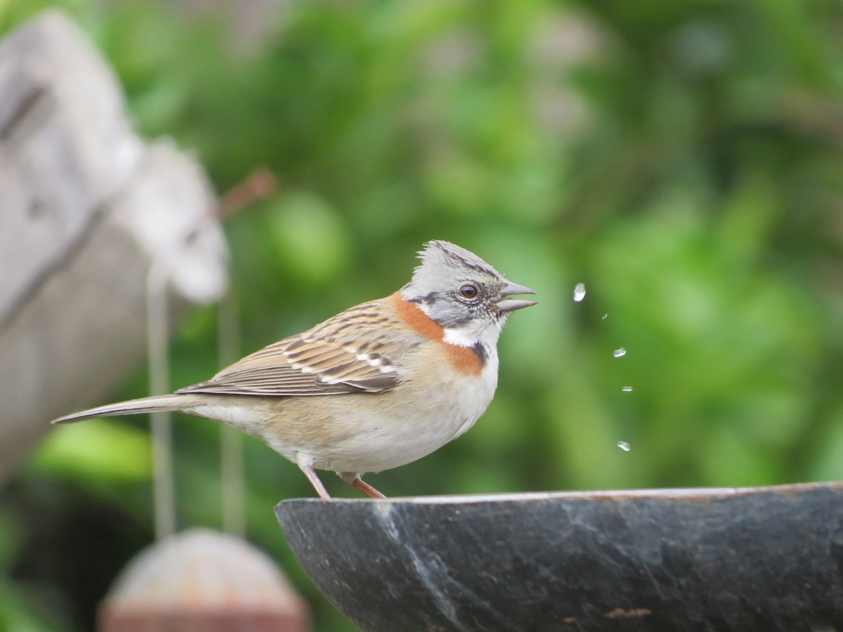 Rufous-collared Sparrow - Andrea Vergara Diaz