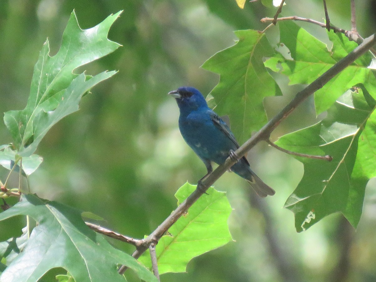 Indigo Bunting - ML620805422