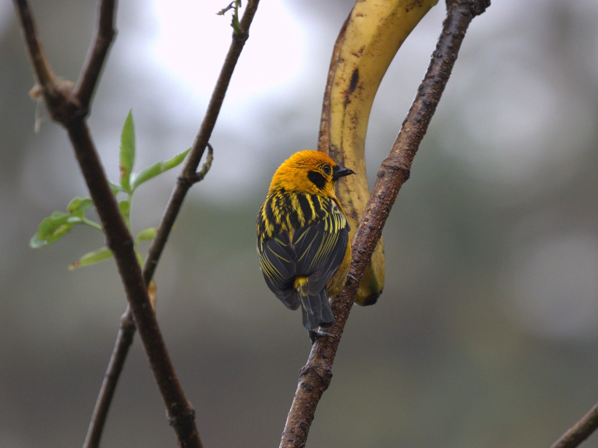 Golden Tanager (aurulenta Group) - ML620805425