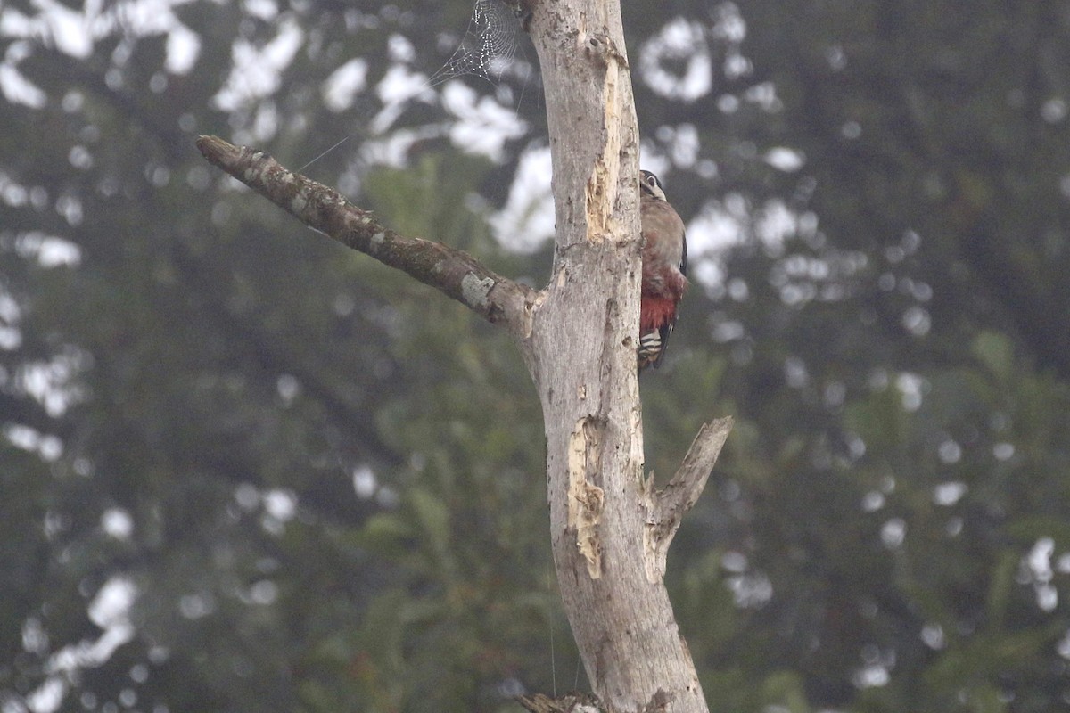 Great Spotted Woodpecker - ML620805427