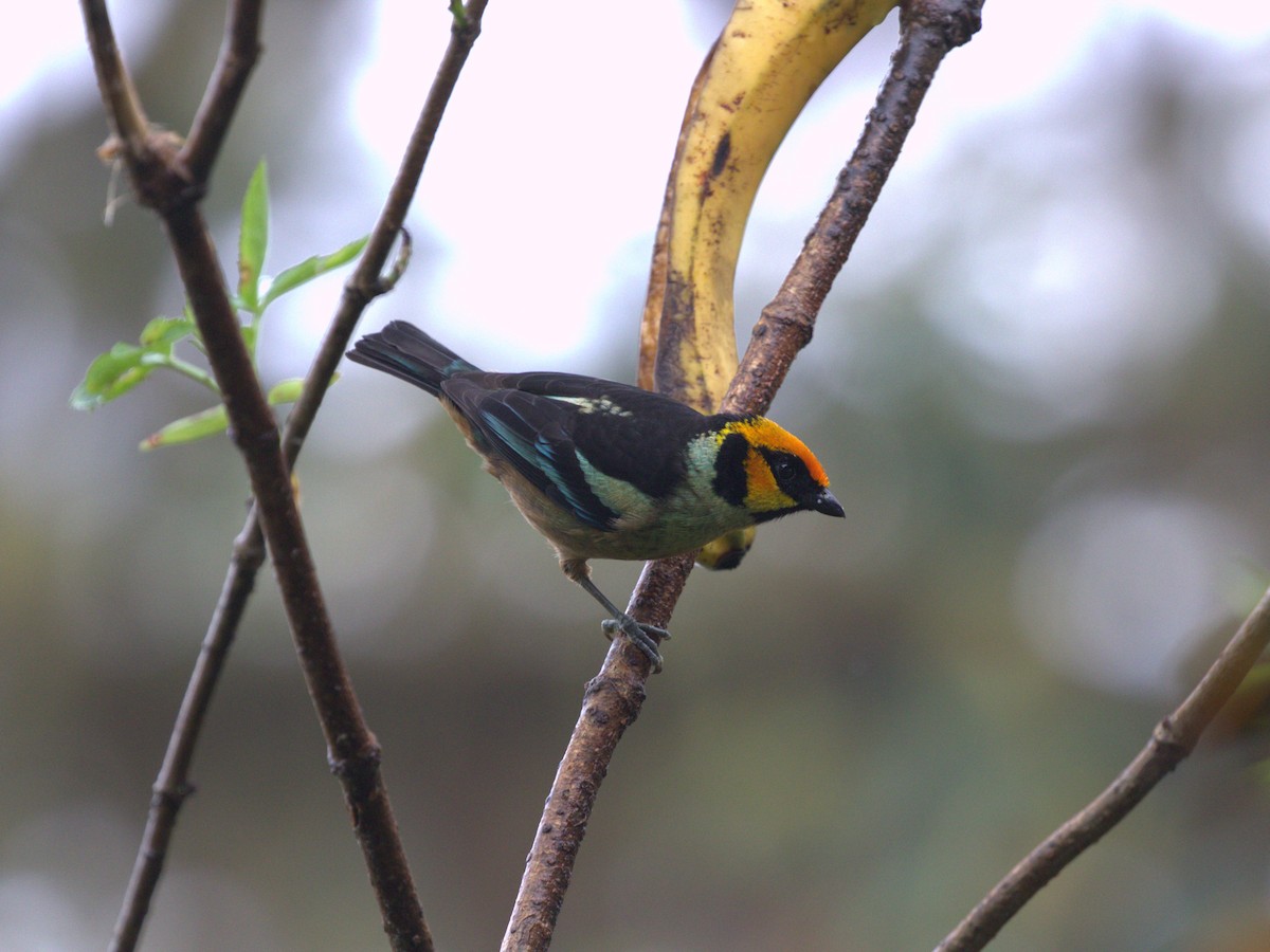 Flame-faced Tanager (Yellow-faced) - ML620805429