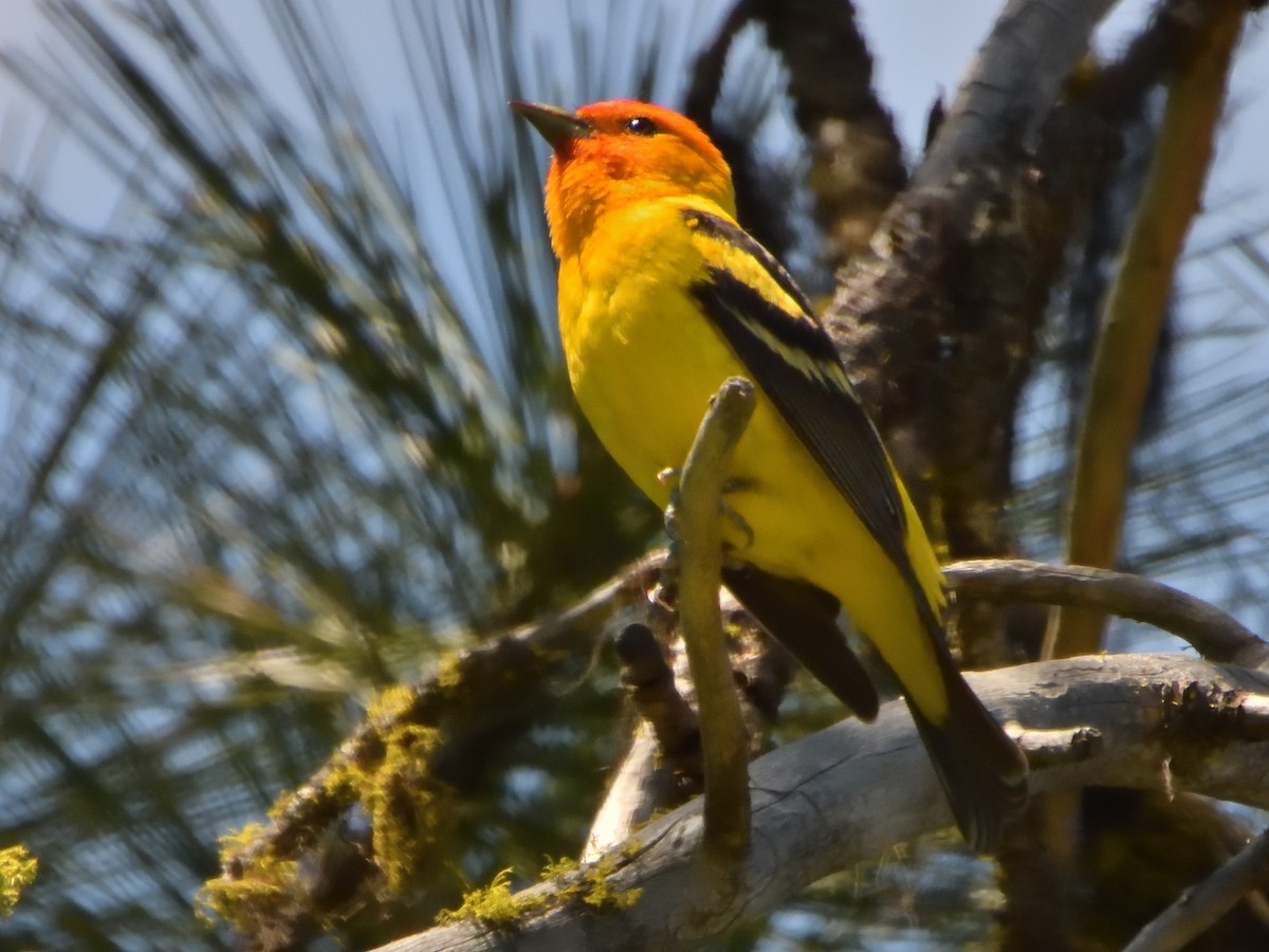 Western Tanager - ML620805430
