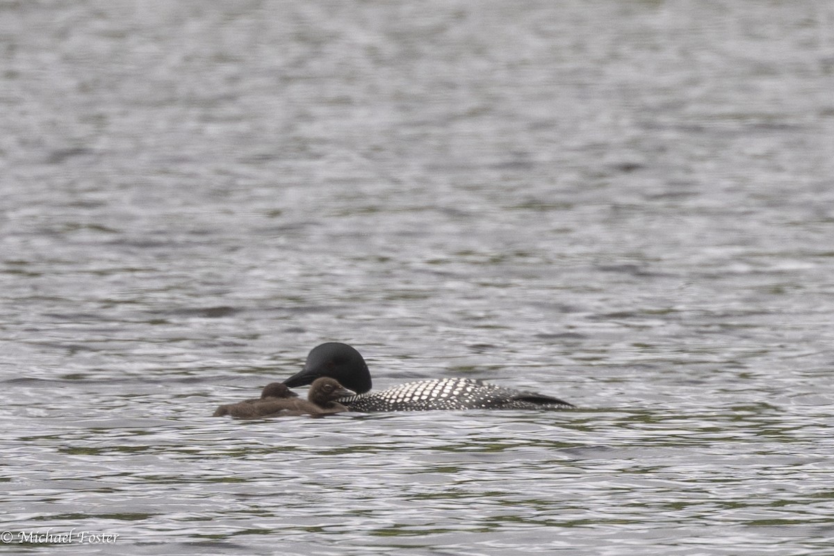 Common Loon - ML620805434