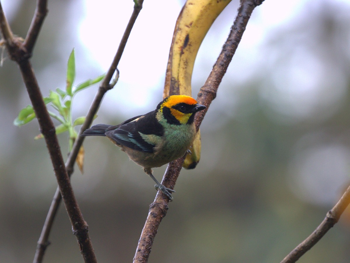 Flame-faced Tanager (Yellow-faced) - ML620805436