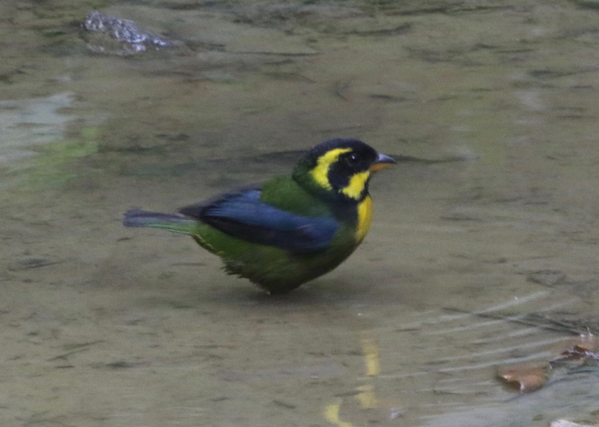 Gold-ringed Tanager - ML620805438