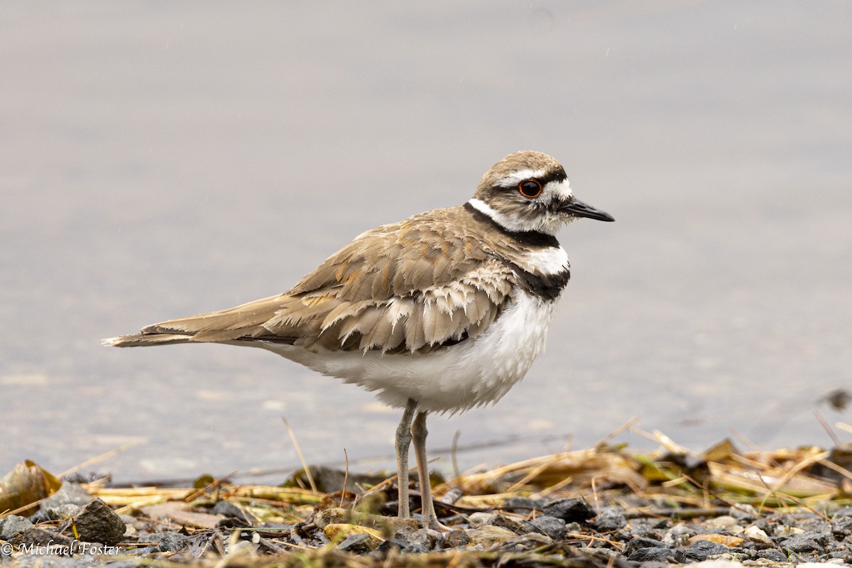 Killdeer - Michael Foster