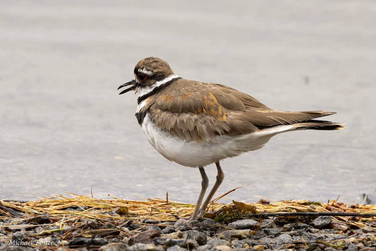 Killdeer - ML620805441