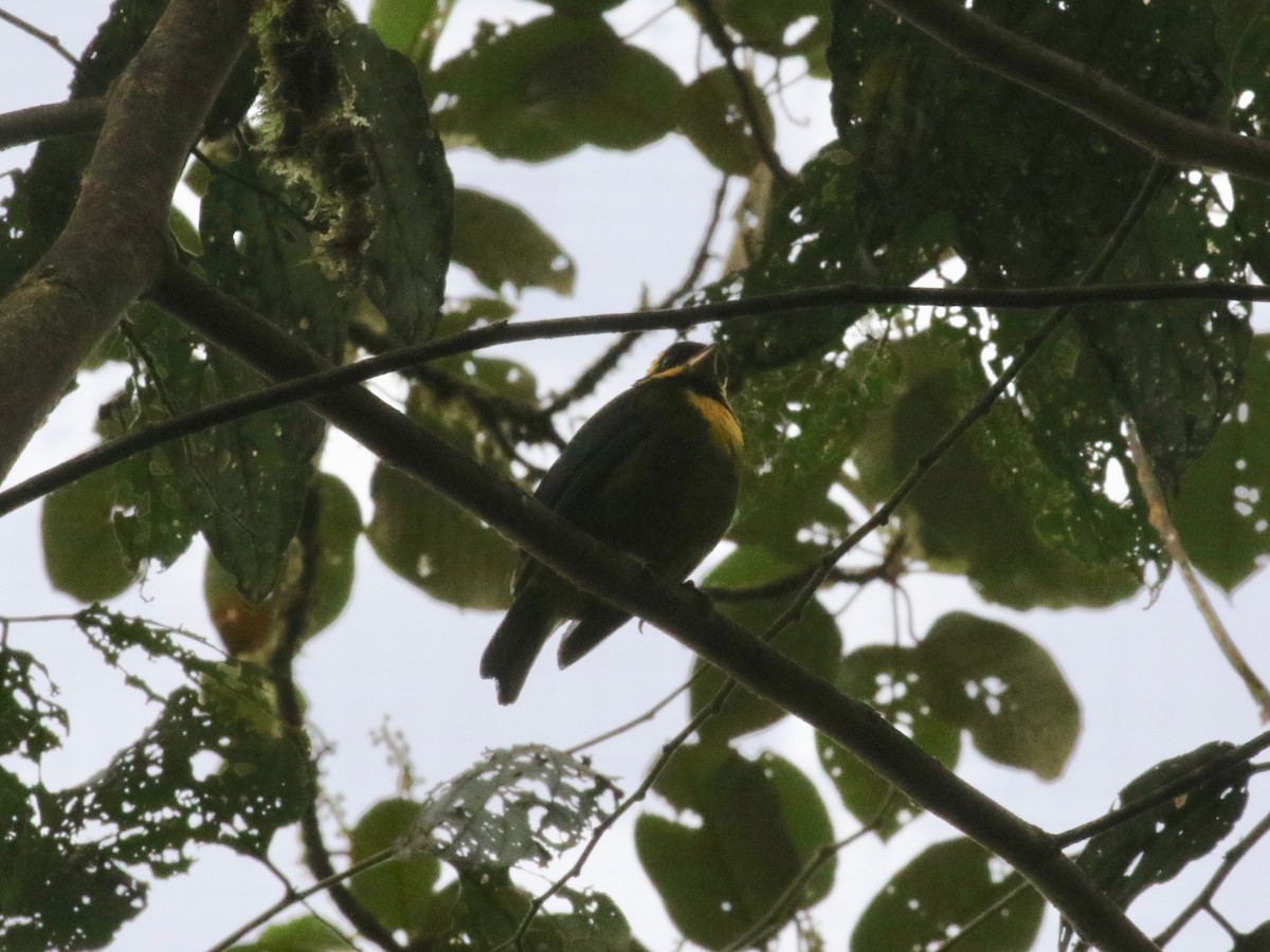 Gold-ringed Tanager - ML620805442