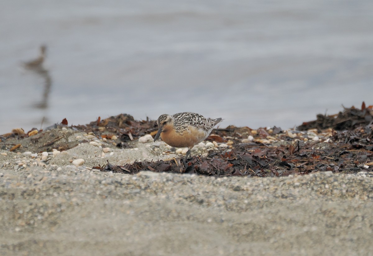 Red Knot - Randy Pinkston